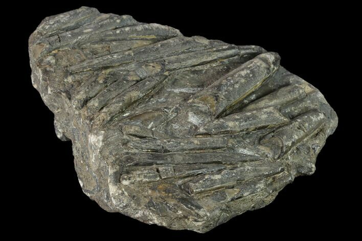 Plate Of Belemnite Fossils - England #131985